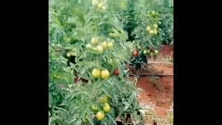 Tomato Farming: Fruiting Stage for Indeterminate Variety!