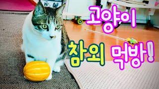 참외 먹는 고양이!