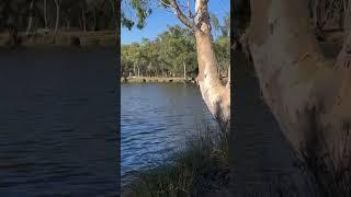 My old swimming grounds - Success Hill Reserve