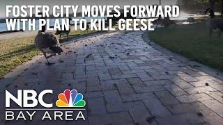 Foster City Moves Forward With Plan to Kill 100 Geese Over Poop Problem