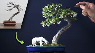 Making a Bonsai Landscape Using a Water Jasmine Tree