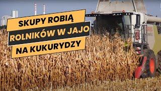 Rolnicy zaczęli zbiór kukurydzy na ziarno. "Skupy robią nas w jajo" [WIDEO]