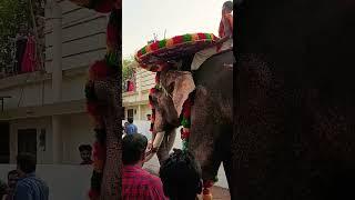 #elephant #pooram #uthsavam