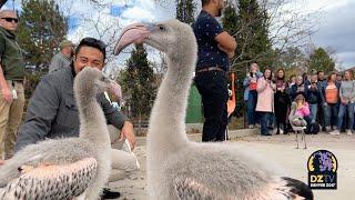 Top Moments of 2023: New Flamingo Habitat Grand Opening 