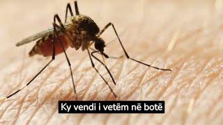 Ky vendi i vetëm në botë pa mushkonja