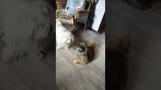 ЕСЛИ ЖИЗНЬ УДАЛАСЬ!  ТО И КАРАНТИН НЕ ПОМЕХА! #любимыесобаки
