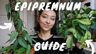 COMPLETE EPIPREMNUM GUIDE | pothos and pinnatum plant care + propagation tips