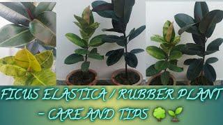 FICUS ELASTICA / RUBBER PLANT - CARE AND TIPS