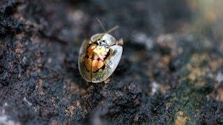 TORTOISE BEETLE crawling up a stick - Palawan, Philippines