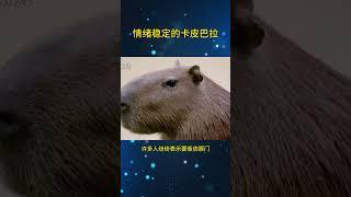 情绪稳定的卡皮巴拉 #动物 #科普 #纪录片