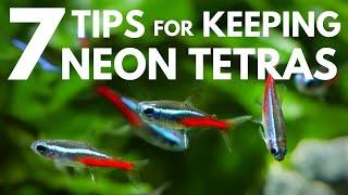 7 Tips for Keeping Neon Tetras in an Aquarium