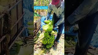 Banana Cutting Tools #reels #shorts #Banana #Tools