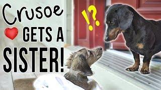 Ep #1: Crusoe Gets a SISTER! - (Cute Dachshund Puppy Video!)