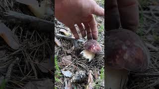 ГРИБНИК ОБАЛДЕЛ от УВИДЕННОГО!