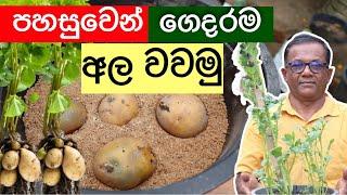 බඳුනක අර්තාපල් වවමුද? | අල වගාව නිවැරදිව | How to grow potato in containers | Ceylon Agri | Epi.288