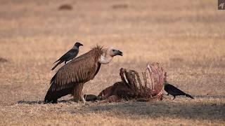 Crows vs Griffon Vulture