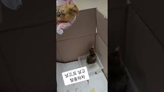 싸가지 없는 시고르자브 토종 아기 병아리#shorts