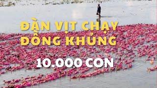 Tình Cờ Gặp Đàn Vịt Chạy Đồng Hơn 10.000 Con Ở Đồng Tháp Mười | #vietnamdiscoverychannel