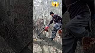 Expert tree cutter cutting tree # cutting skill # trending short
