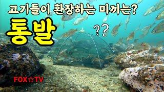 통발 최적의 미끼/프리다이빙통발/freediving fishtrap-FOXTV