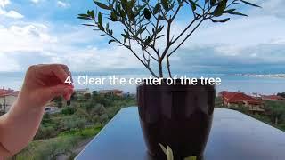 Pruning Olive Trees in Pots or Containers - 5 Principles