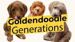 Best Goldendoodle Generations! F1  F1B  F1BB  F2  F2B  F3