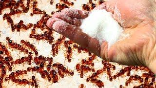 How To Get Rid Of Ants Forever ! Really Working Way