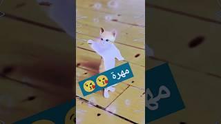 الاكتر طلبا...مهرة #العراق_السعودية_قطر_الامارات_الكويت_البحرين_اليمن #مهرة #اكسبلور #الجزائر #ترند