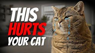 Everyday Habits That Are Secretly Hurting Your Cat!