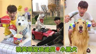 搞笑萌宠快递员，小黑犬#萌宠#狗狗#搞笑#dog