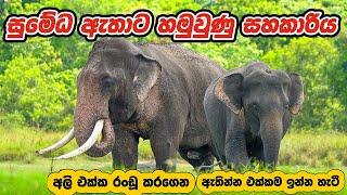 මින්නේරියෙන් සුමේධ ඇතා හොයා ගත්ත මනමාලීA tusk big elephant found its wife Build the next generation