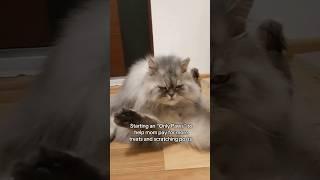 Find me on "Only Paws"