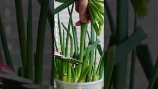 NEVER buy green onions again! How to regrow scallions? Kitchen Hacks