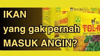 Ikan TAWES! | Lawakan Bapak2 156 - Sindir Tebak-tebakan Bapak-bapak Sejati