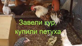 Завели кур, купили петуха