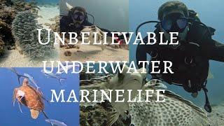 **Unbelievable Marine Encounters You WON'T BELIEVE!**