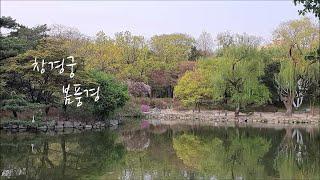 [창경궁 봄풍경] Spring in Changgyeonggung Palace, Seoul