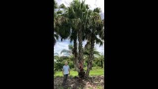 Chinese Fan Palm Triple Trunk 22-30'/The Tree Planters/50 Years of Experience Planting Large Trees