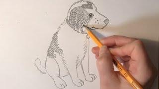 Drawing Animals!