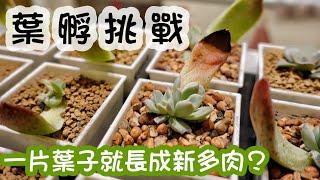 【多肉實驗室】A&Y葉孵挑戰！一片葉子就能長成新的多肉？Propagate Succulents from Leaves