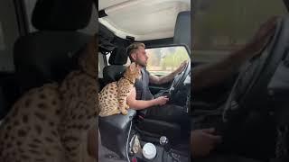 Driving with a savannah cat