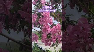 희귀한 붉은아카시아꽃/빨간아카시아꽃 #박서진 #돌아가는삼각지