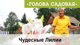 Голова садовая - Чудесные Лилии