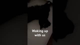 How 2 dogs 2 cats & 2 humans wake up