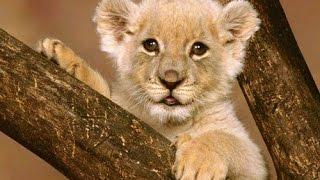 Documentary lion: Cute African Lion - Animal Film genre