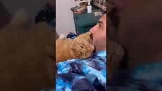 Spoiling Kermit #catshorts #catdad #catvideos #cat #gatos #catdaddy #catlover #cutecat #mrkermit