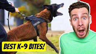 The WILDEST Police K-9 Dog Bite Videos | dog trainer reacts