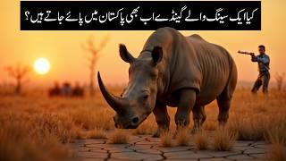 Indian One-horned Rhinoceros - How it Got Extinct from Pakistan? Wildlife of Pakistan