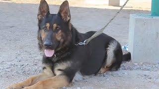 Немецкие Овчарки клуба КАСКАД. Раздел "Защита". Working German Shepherds. Protection.