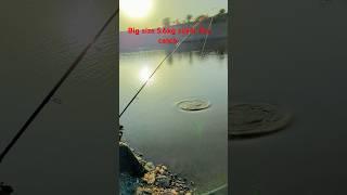 7kg silver fish catch#fish hooked#biggamehunting #fishing #fishingtechniques #huntingadventures #